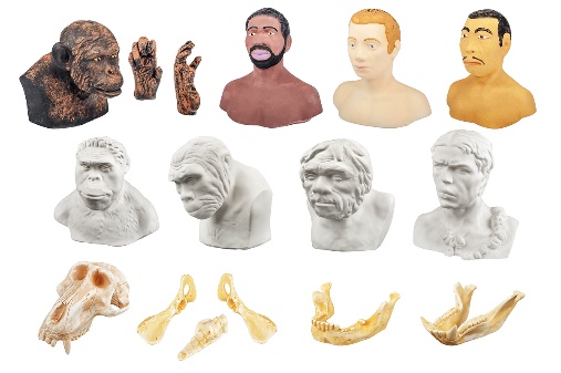 Набор моделей палеонтологических находок "Происхождение человека"