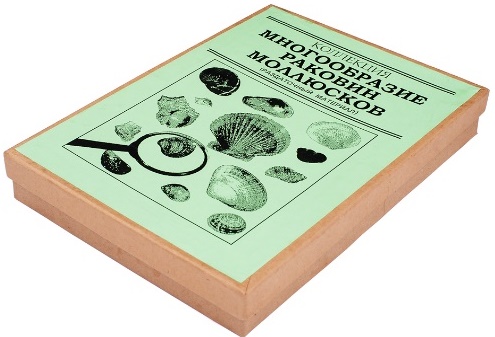 Коллекция "Многообразие раковин моллюсков"