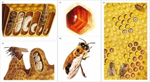 Модель-аппликация Пчелы. Строение улья