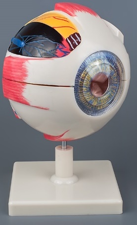Модель "Глаз человека" (увеличенная)
