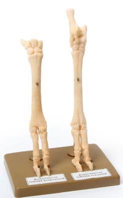 Скелет конечности овцы (передняя и задняя) на подставке