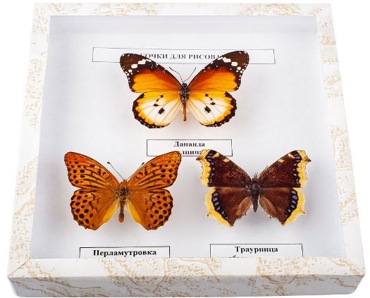 Коллекция энтомологическая "Бабочки для рисования"